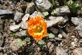Papaver corona - sancti - stephani2m