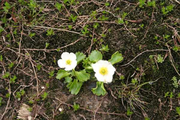 ranunculus crenatus 1