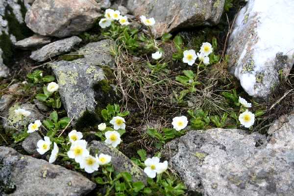 ranunculus crenatus 2