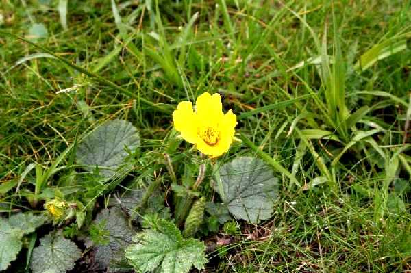 geum montanum