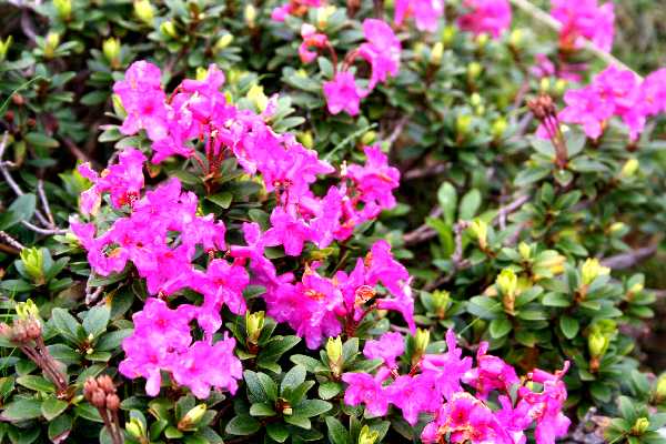 rhododendron myrtifolium 2