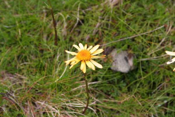 anthemis carpatica1