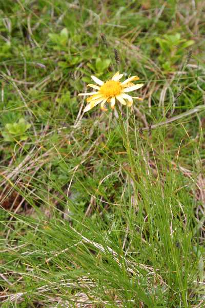 anthemis carpatica2