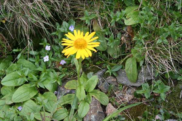 doronicum carpaticum