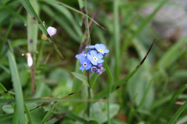 linum extraaxilare