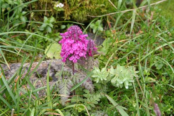 pedicularis sp