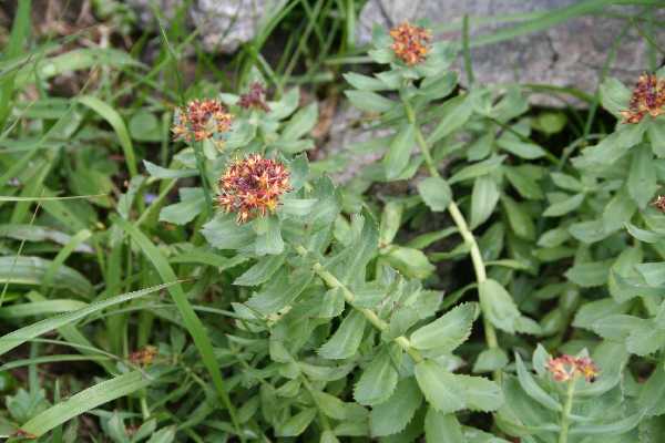 rhodiola rosea