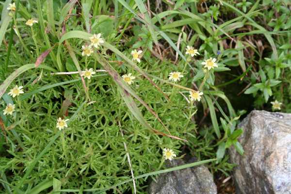 senecio carpaticus