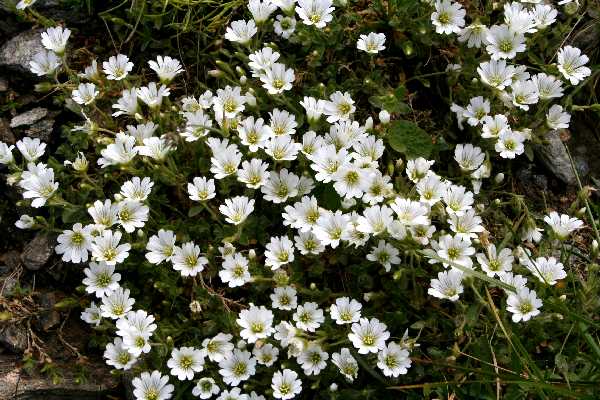 cerastium transsilvanicum