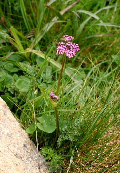 ligusticum mutellina