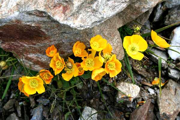 papaver corona-sancti-stephani