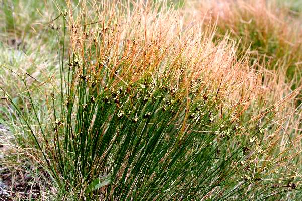 juncus trifidus 1