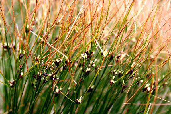 juncus trifidus 2