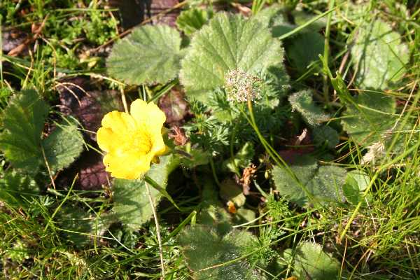 geum montanum