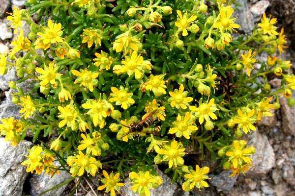 sedum annuum