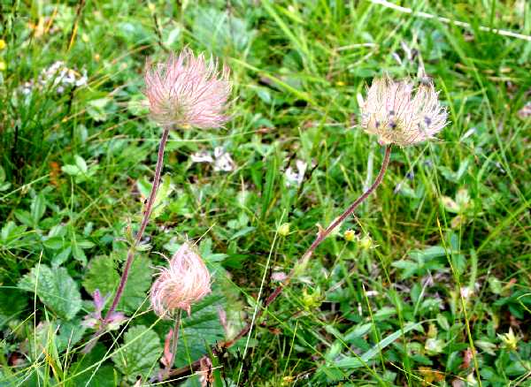 geum montanum