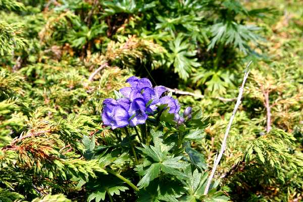 aconitum toxicum1