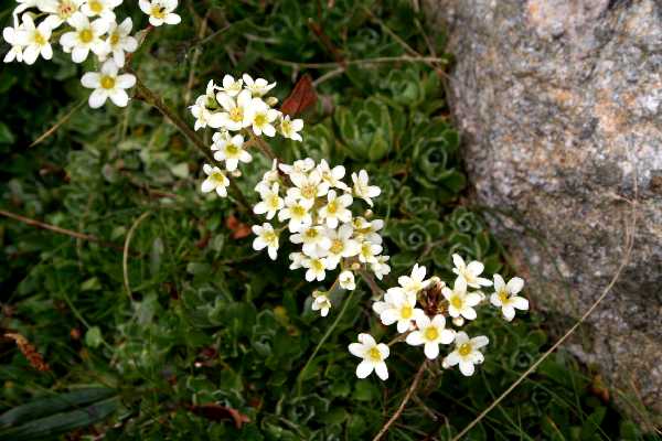 saxifraga paniculata