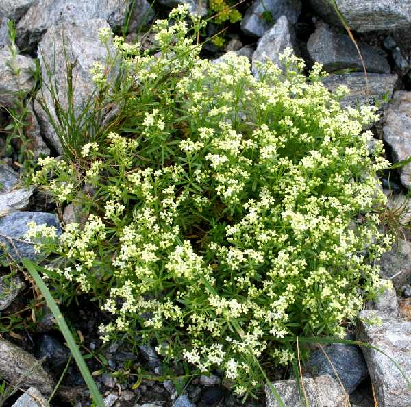 asperula capitata 