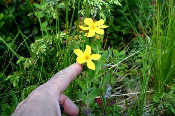 hypericum richeri