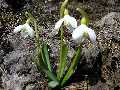 Galanthus nivalis (ghiocei) m