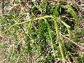 Lycopodium clavatum (pedicuta) m