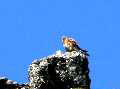 Falco tinnunculus (vânturel rosu) m