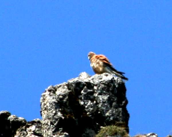 Falco tinnunculus (vânturel rosu)