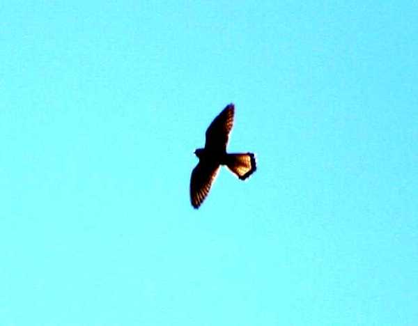 Falco tinnunculus (vânturel rosu)a