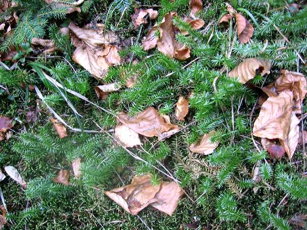 Lycopodium annotinum