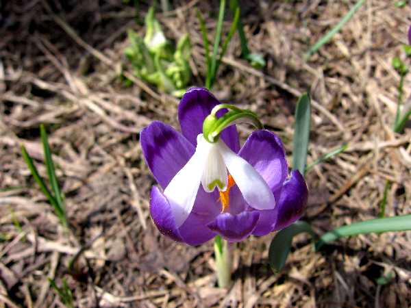 Galanthus_Crocus