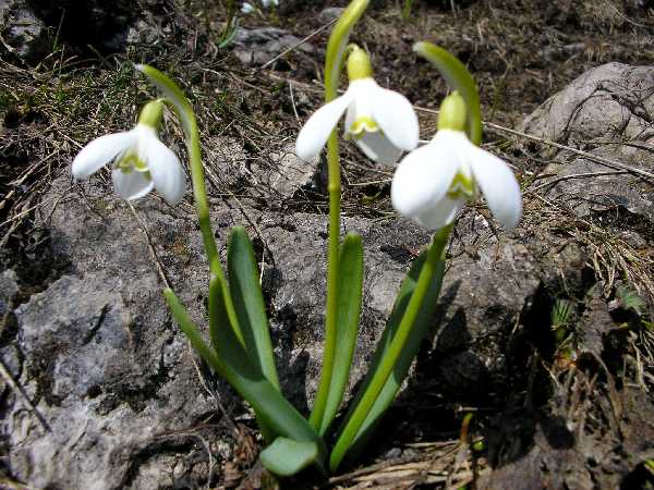Galanthus nivalis (ghiocei)