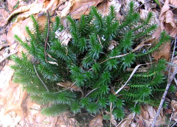 Lycopodium selago