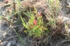 salicorniaeuropaea1_small