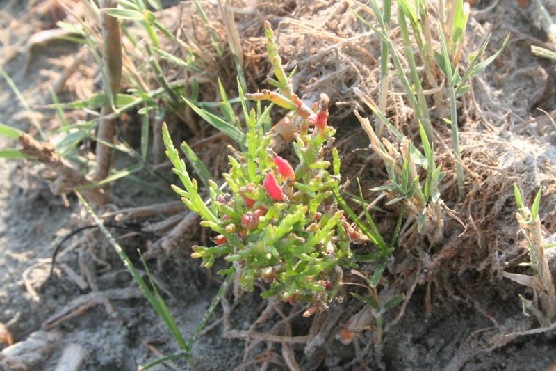 salicorniaeuropaea1
